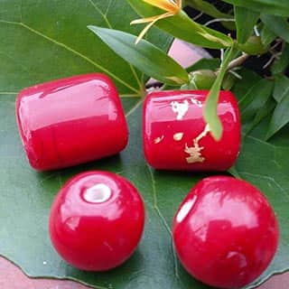 とんぼ　銀次郎